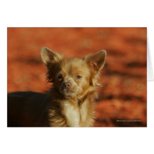 Headshot del perrito de la chihuahua