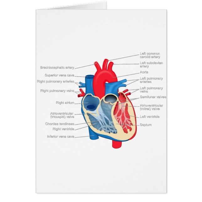 Heart_Anatomy (Frente)