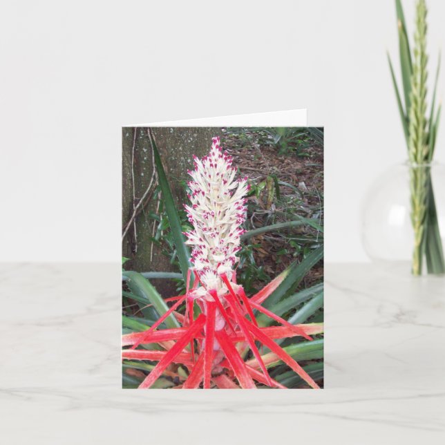 Hearts Of Flame Bromeliad Photo Folded Note Card (Anverso)