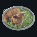 HEBILLA DE CINTURÓN OVAL CERDO CUTIDO<br><div class="desc">Un diseño fotográfico de un lindo cerdo de kunekune.</div>