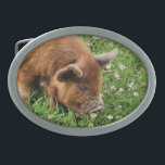 HEBILLA DE CINTURÓN OVAL CERDO CUTIDO<br><div class="desc">Un diseño fotográfico de un lindo cerdo de kunekune.</div>