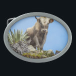 Hebilla De Cinturón Oval Charolais Bull<br><div class="desc">Bull Charolais en las colinas.</div>