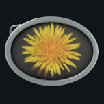 Hebilla De Cinturón Oval Dandelion Flower bcna<br><div class="desc">Flor de Dandelion - Una sola flor del Dandelion (taraxacum officinale) fotografiada sobre un sólido fondo negro. © Alan Harman Photography 2013. Todos los derechos reservados. www.alanharmanphotography.com hebilla de cinturón 210518</div>
