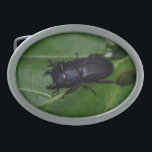 Hebilla De Cinturón Oval Dorcus parallelipipedus , el escarabajo de menor t<br><div class="desc">Dorcus parallelipipedus ,  el escarabajo más pequeño,  Lucanidae ,  Coleoptera ,  Bug,  lo fotografié en mi Jardín. Foto de Krisi ArtKSZP ,  Más en la categoría de la tienda >> Fotografía de la naturaleza >>> Insectos >>> Otros</div>