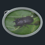 Hebilla De Cinturón Oval Dorcus parallelipipedus , el escarabajo de menor t<br><div class="desc">Dorcus parallelipipedus ,  el escarabajo más pequeño,  Lucanidae ,  Coleoptera ,  Bug,  lo fotografié en mi Jardín. Foto de Krisi ArtKSZP ,  Más en la categoría de la tienda >> Fotografía de la naturaleza >>> Insectos >>> Otros</div>