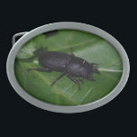 Hebilla De Cinturón Oval Dorcus parallelipipedus , el escarabajo de menor t<br><div class="desc">Dorcus parallelipipedus ,  el escarabajo más pequeño,  Lucanidae ,  Coleoptera ,  Bug,  lo fotografié en mi Jardín. Foto de Krisi ArtKSZP ,  Más en la categoría de la tienda >> Fotografía de la naturaleza >>> Insectos >>> Otros</div>