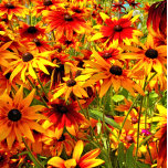 HEBILLA DE CINTURÓN OVAL FLORES DE RUDBECKIA<br><div class="desc">Diseño fotográfico de flores de bonito Rudbeckia,  también conocidas como Susan de ojos negros o flores de cono.</div>