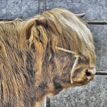 HEBILLA DE CINTURÓN OVAL HIGHLAND COW<br><div class="desc">Diseño artístico de una hermosa vaca Highland.</div>
