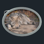 Hebilla De Cinturón Oval Timber Wolf<br><div class="desc">Muchas personas tienen fascinación por los lobos. Con este artículo estoy compartiendo mi amor por estos increíbles animales.</div>