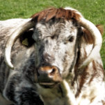 HEBILLA DE CINTURÓN OVAL VACA<br><div class="desc">Diseño fotográfico de una vaca Longhorn inglesa de raza marrón y blanca de ganado vacuno.</div>