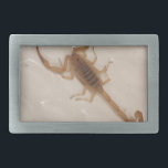 Hebilla De Cinturón Rectangular Escorpión de la corteza de Arizona<br><div class="desc">Escorpión de la corteza de Arizona</div>