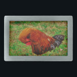 Hebilla De Cinturón Rectangular Predicación de gallos<br><div class="desc">Foto de Sandy Closs "gallo de corral" "gallo decorativo" "gallo colorido" "pollo macho" "animales de granja" "gamecock" gallina gallina ave pájaro</div>
