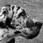HEBILLA OVALADA GREAT DANE<br><div class="desc">Un hermoso diseño fotográfico en blanco y negro de un perro Gran Danés.</div>