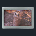 Hebilla Rectangular Feliz Tau<br><div class="desc">Happy Tau, un león en lengua tsuana de Botsuana, fotos y regalos de la naturaleza, muestra una hermosa fotografía de un joven león en África tomada por Kurt Keller con una cámara de 35 mm mientras estaba en un safari africano en Botsuana. Todo aquel que ame los animales y todos...</div>