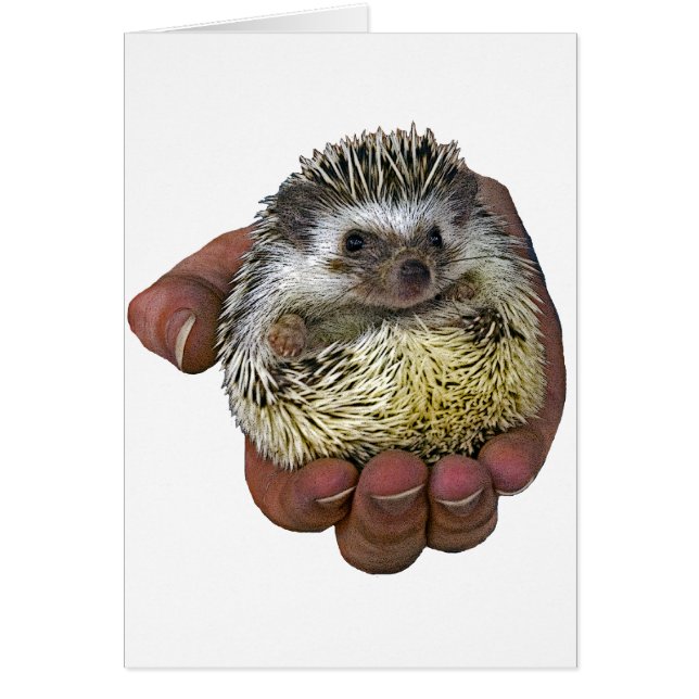 Hedgehog (Frente)