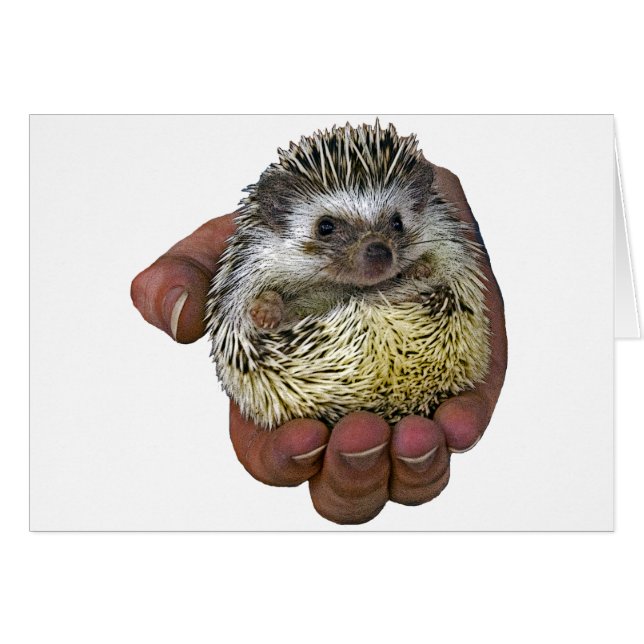 Hedgehog (Anverso (Horizontal))