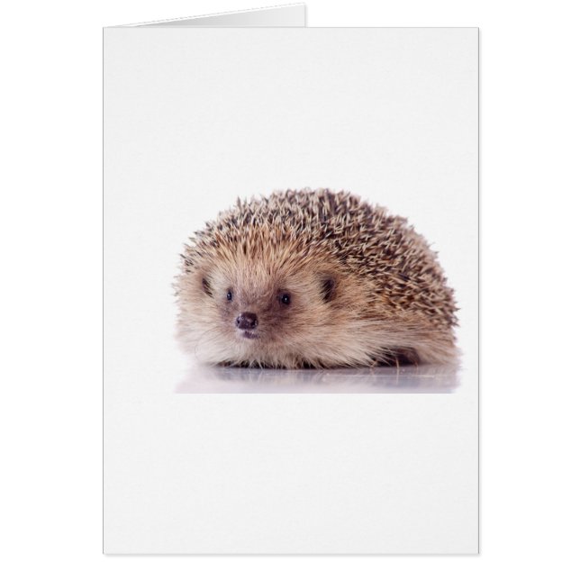 Hedgehog, (Frente)