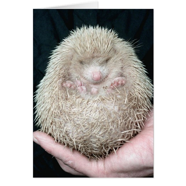 Hedgehog (Frente)
