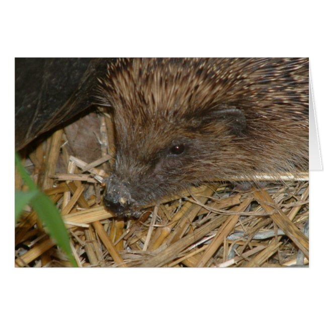Hedgehog (Anverso (Horizontal))