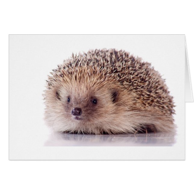 Hedgehog, (Anverso (Horizontal))