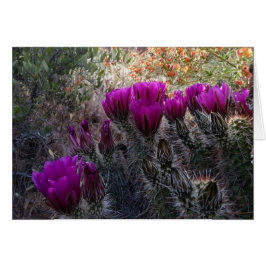 Hedgehog Cactus Magenta Flores Arizona Suroeste