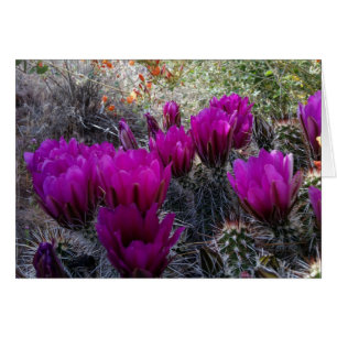 Hedgehog Cactus Magenta Flores Arizona Suroeste