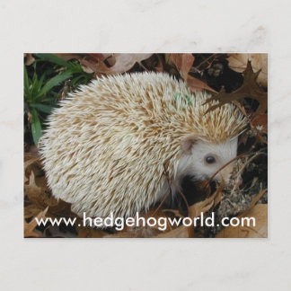 Hedgehog en hojas postal