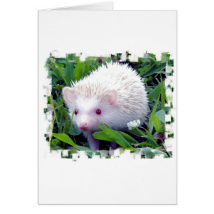 Hedgehog en la hierba