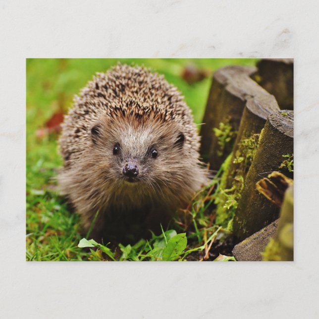 Hedgehog en la tarjeta postal de fotografía forest (Anverso)
