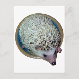 Hedgehog en postal a Dish