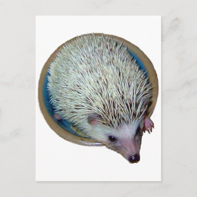 Hedgehog en postal a Dish (Anverso)