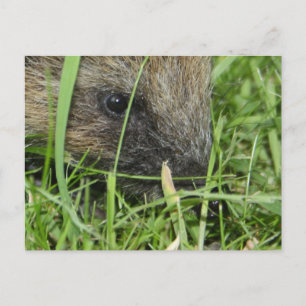 Hedgehog en tarjeta de cierre