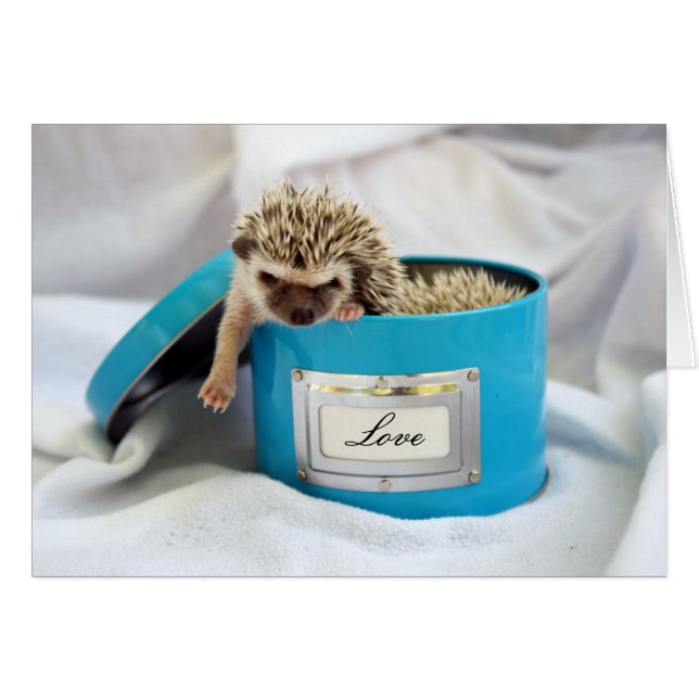 Hedgehog Love (Anverso (Horizontal))