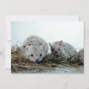 Hedgehogs como Mascotas
