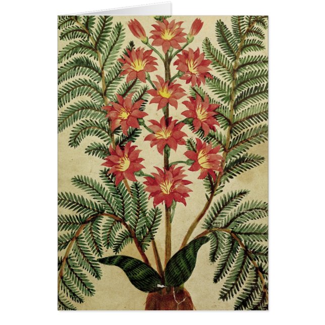 Helecho con las flores rojas y amarillas (Frente)