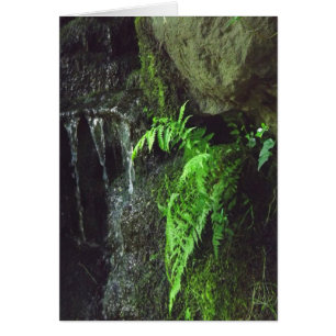 Helecho de la primavera