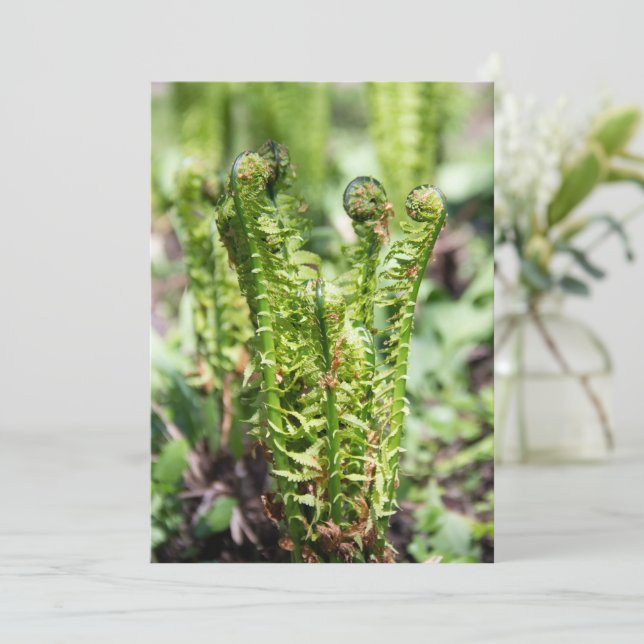 Helecho joven despertando en el jardín  (Anverso de pie)