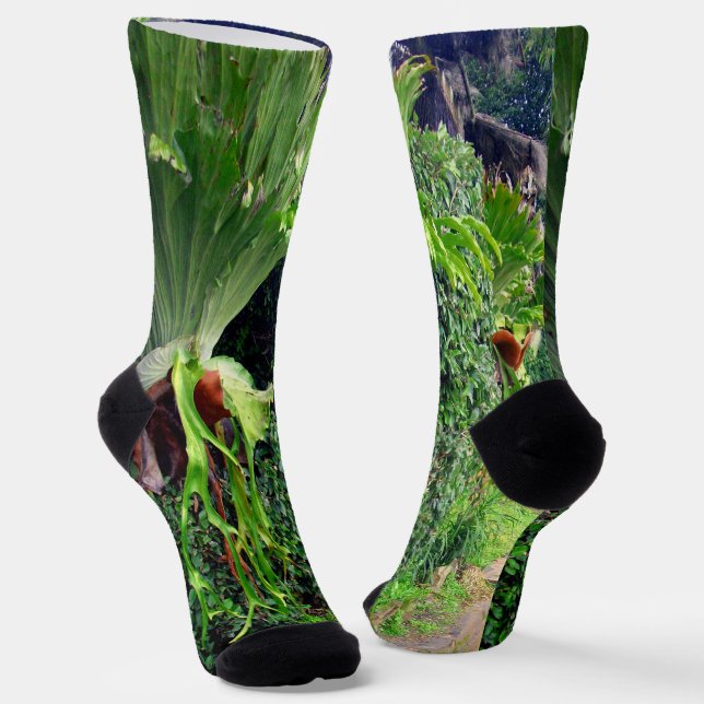 Helechos Cuerno de Ciervo en una pared, calcetines (Angular)