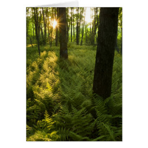 Helechos en el bosque en Grafton, Massachusetts.