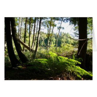 helechos en el lago de Farr