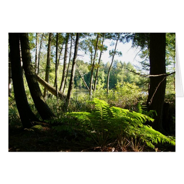 helechos en el lago de Farr (Anverso (Horizontal))