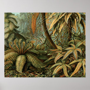Helechos Palma Árbol Antiguo Arte Botánico Helecho