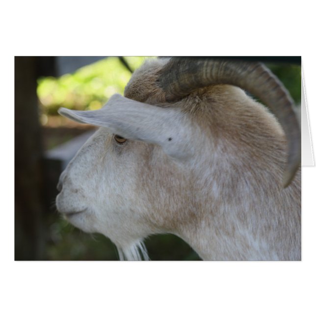 Helen (Anverso (Horizontal))