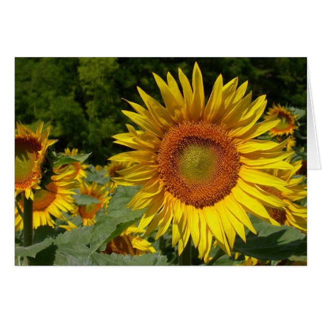 Helianthus annuus (Anverso (Horizontal))