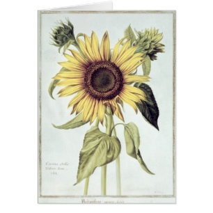 Helianthus annuus de 'Velins du Roi Vol.36'