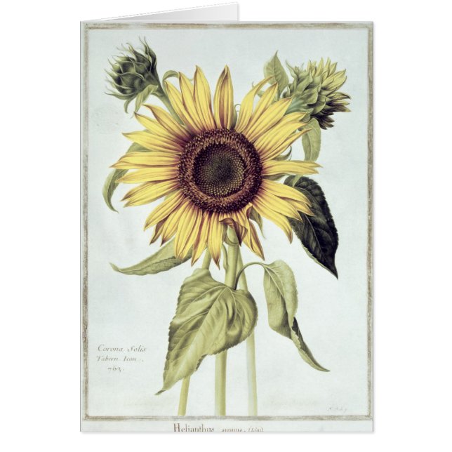 Helianthus annuus de 'Velins du Roi Vol.36' (Frente)
