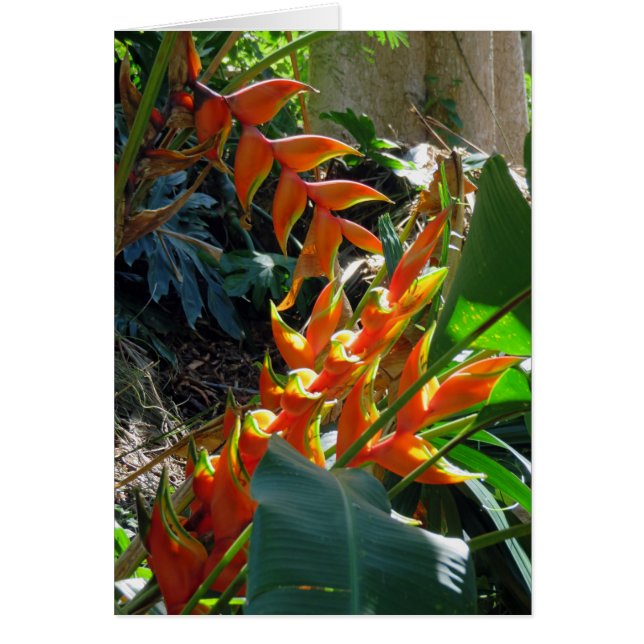 Heliconia (Frente)