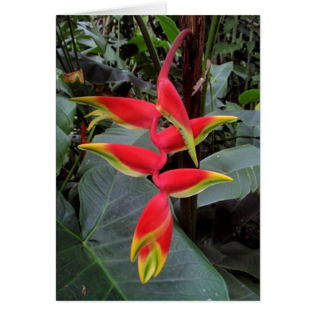 Heliconia hawaiana (Frente)