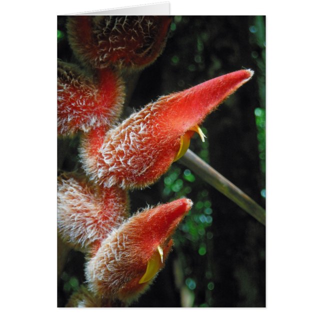 Heliconia hawaiana (Frente)