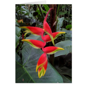 Heliconia hawaiano
